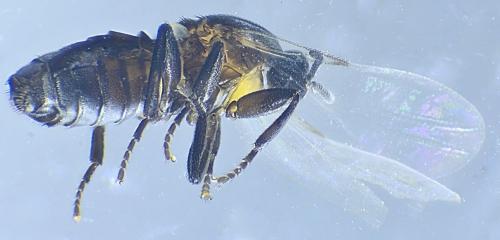 Réf. 336 685 : Thripomorpha coxendix